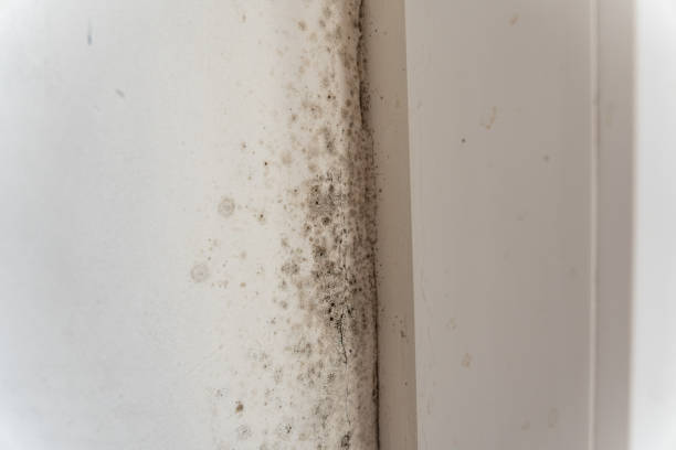 Professional Mold Removal in Yucca Valley, CA